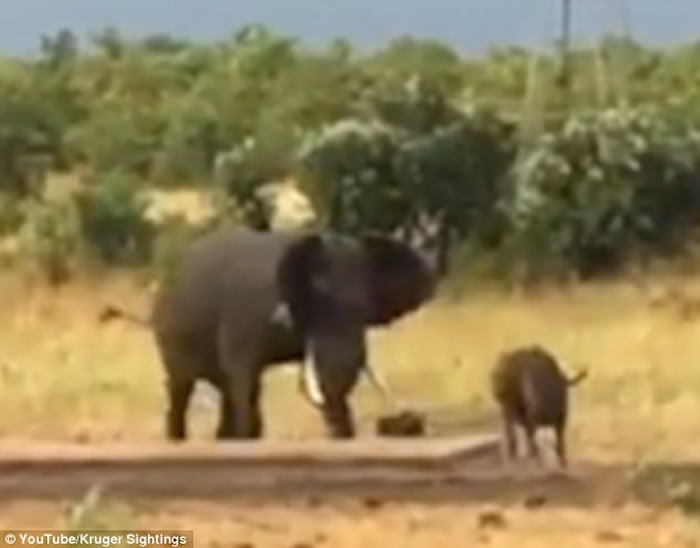 Ϸǿ³ҹ԰¸Сˮţ˴