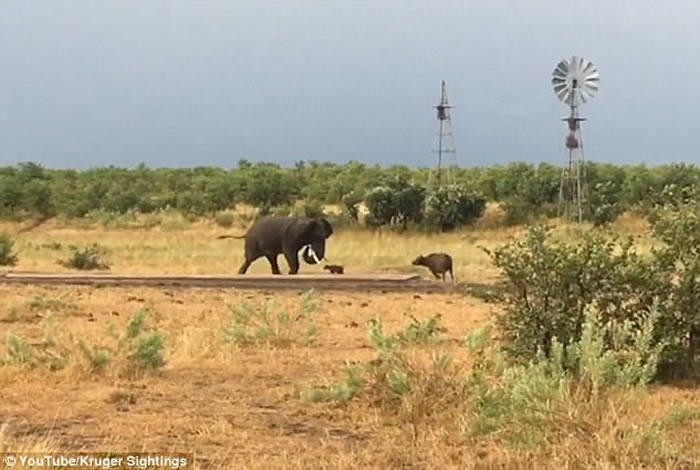 Ϸǿ³ҹ԰¸Сˮţ˴