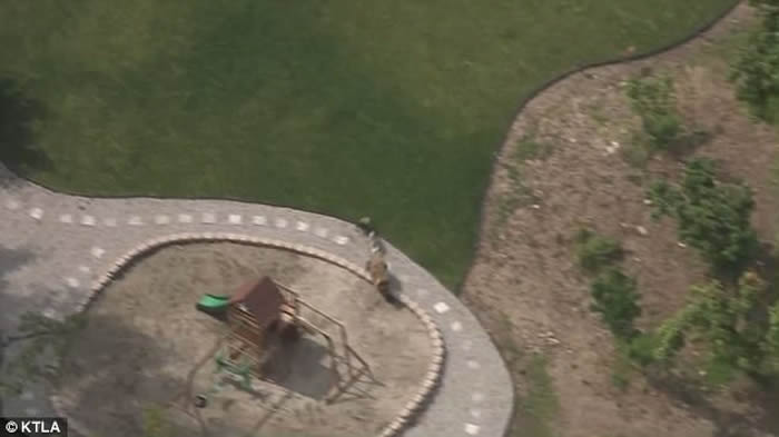 美国洛杉矶大黑熊闯民居泳池畅泳惨遭家犬吓退