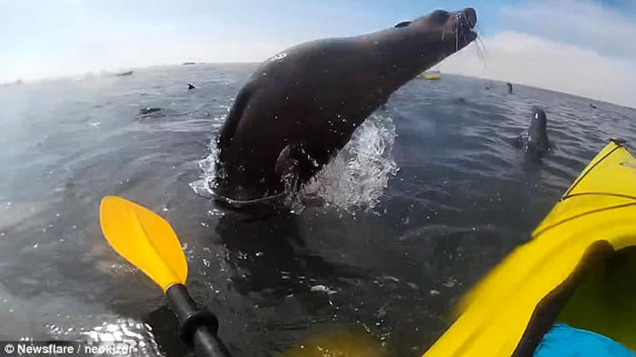 非洲纳米比亚沃尔维斯湾海豹跃出水面撞到游人