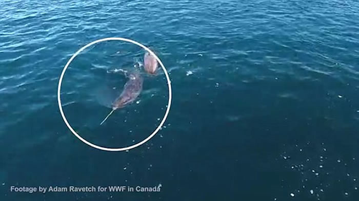 加拿大淳博雷海湾无人机拍摄到珍贵画面:独角鲸用长牙敲昏北极鳕鱼然后吃掉
