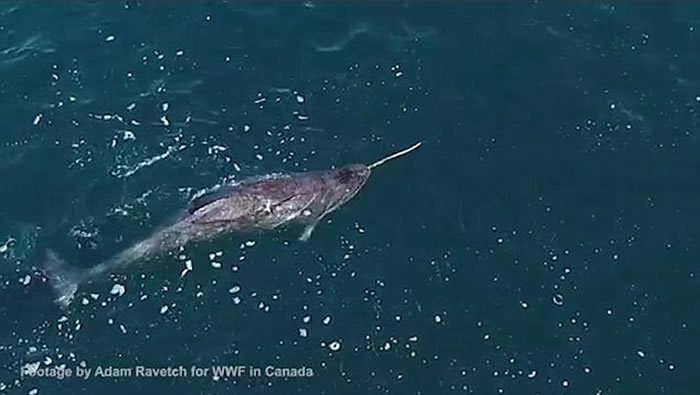 加拿大淳博雷海湾无人机拍摄到珍贵画面:独角鲸用长牙敲昏北极鳕鱼然后吃掉
