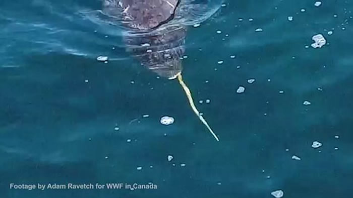 加拿大淳博雷海湾无人机拍摄到珍贵画面:独角鲸用长牙敲昏北极鳕鱼然后吃掉