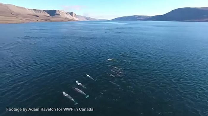 加拿大淳博雷海湾无人机拍摄到珍贵画面:独角鲸用长牙敲昏北极鳕鱼然后吃掉