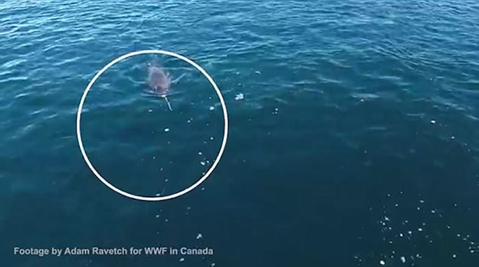 加拿大淳博雷海湾无人机拍摄到珍贵画面:独角鲸用长牙敲昏北极鳕鱼然后吃掉