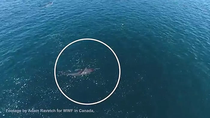 加拿大淳博雷海湾无人机拍摄到珍贵画面:独角鲸用长牙敲昏北极鳕鱼然后吃掉