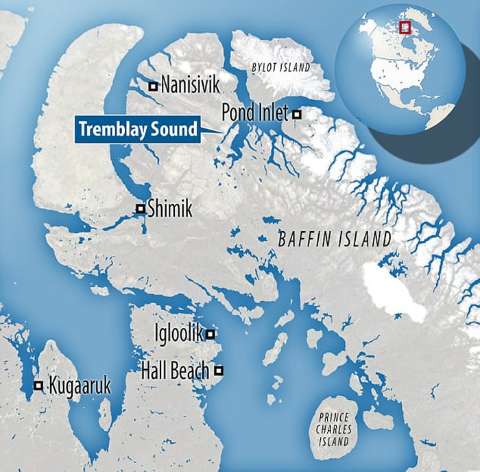 加拿大淳博雷海湾无人机拍摄到珍贵画面:独角鲸用长牙敲昏北极鳕鱼然后吃掉