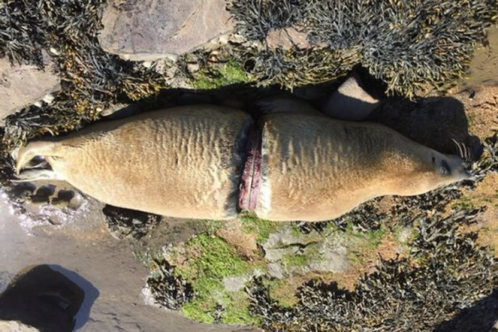 ������ϸ����Ⱦ��