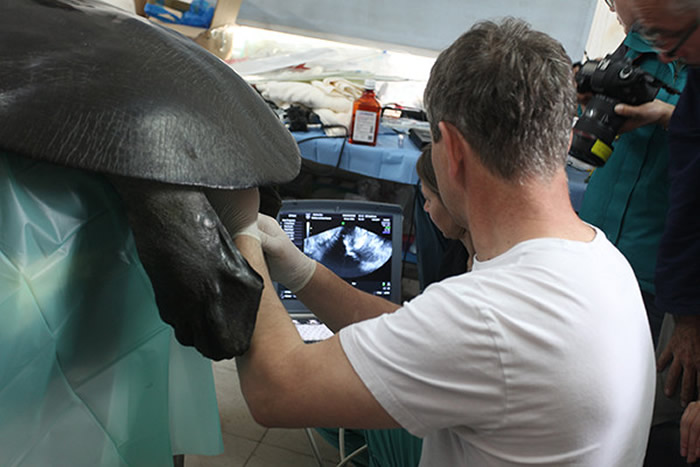 专家正在帮苏州动物园的母斑鳖检查