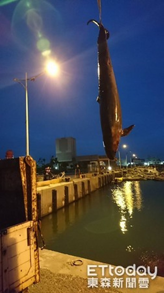 台湾台南市北门区王爷港汕海边发现搁浅死亡的伪虎鲸
