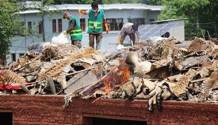 尼泊尔政府于22日烧毁20多年来查封的4000多具违法野生动物标本,包含67只老虎皮、350只犀牛皮、豹皮及大象尾巴等。