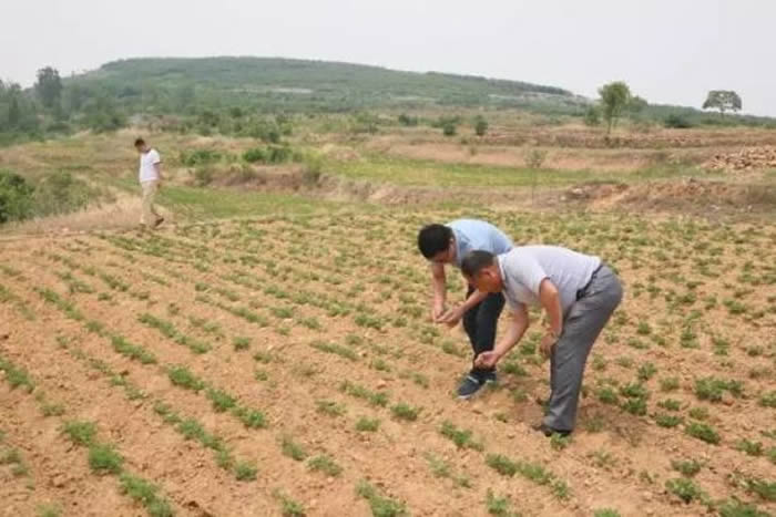 考古学者马宝光在方城县袁店乡河西三四级阶地岗坡上发现数千件旧石器