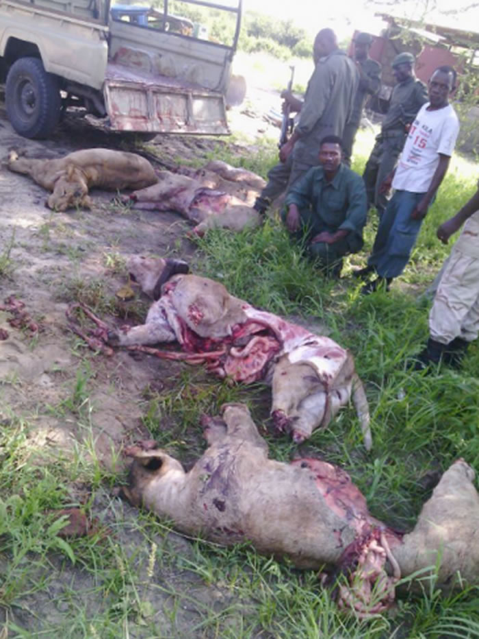 ���������������׹��ҹ�԰ɱ��7ͷʨ�� �����ʶ���֫������