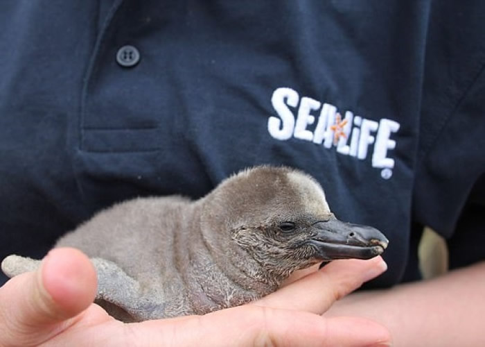 企鹅宝宝被饲养员捧在手上时更见娇小可爱。