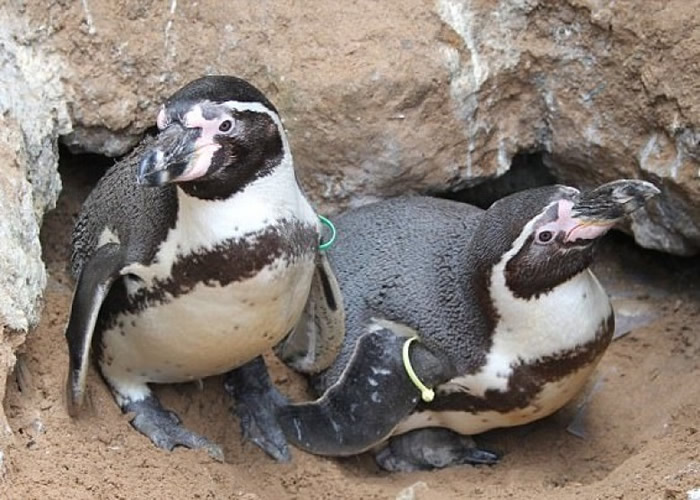 企鹅宝宝的父母。