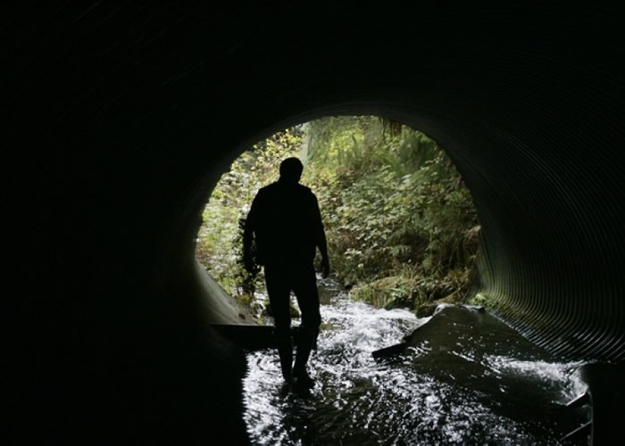 水渠被指妨碍三文鱼迁徙。