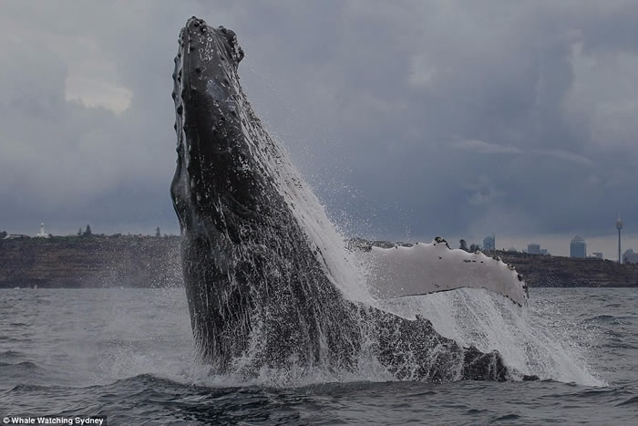 ��Double Breach��������Ϥ�����ͷ��˫˫Ծ������