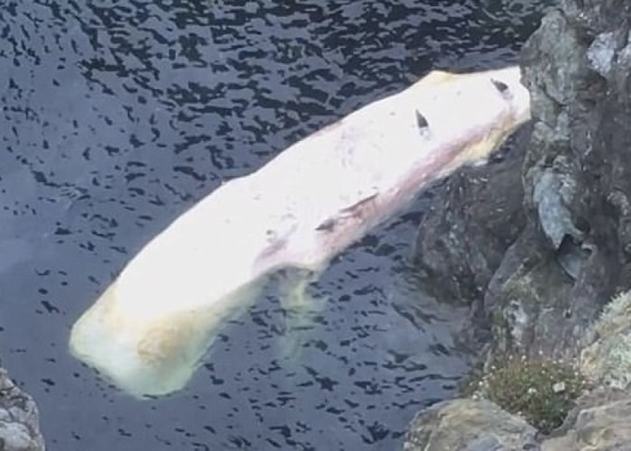 ��ʬ������Լ55�֡�