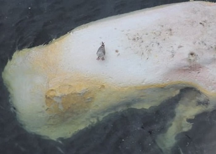 ��������ͺ����Ծ�ʬ�����á�