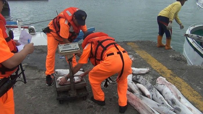 违反“鲨鱼鳍不离身”规定 台湾金○祥渔船被依法函送
