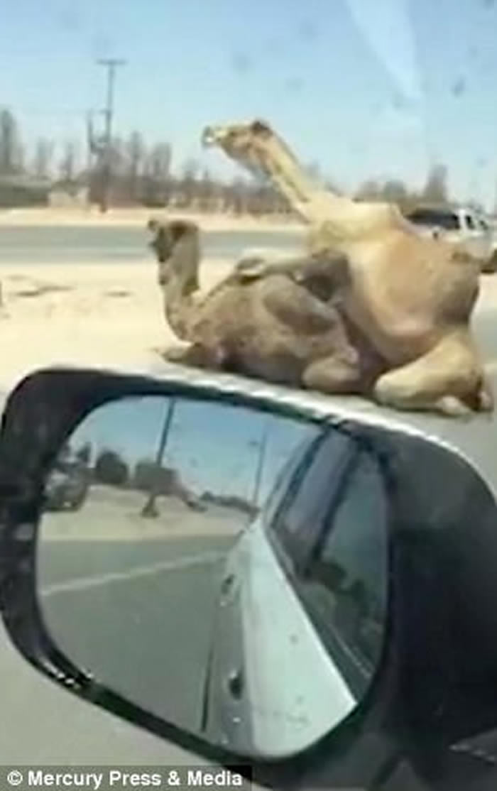 �������ϰݸ��ٹ�·����ֻ�������齻�� ������ˬ����