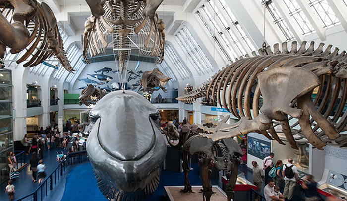 美国国家自然博物馆官网展出大量鲸类骨架标本