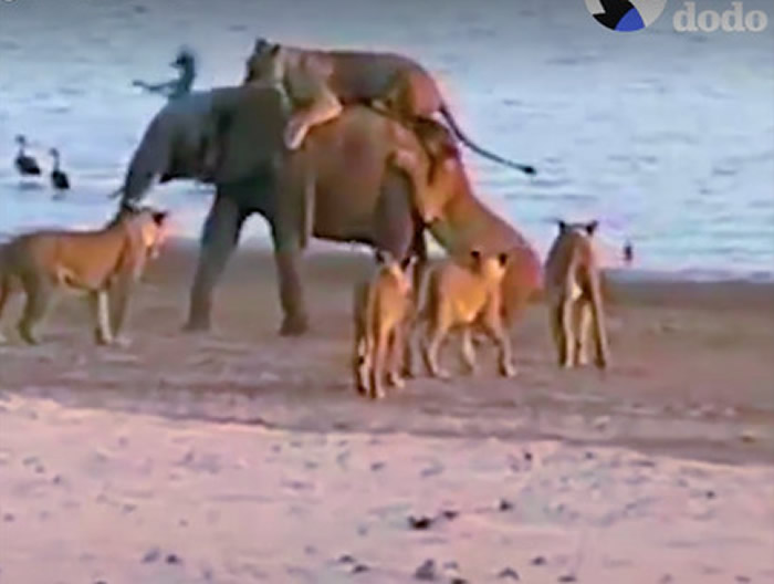 �䵥С��14ֻʨ�Ӱ�Χ ���˦����ʳ�߼��һ��