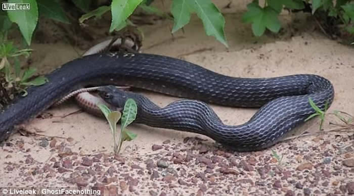 黑蛇口中吐出另一条活生生的蛇