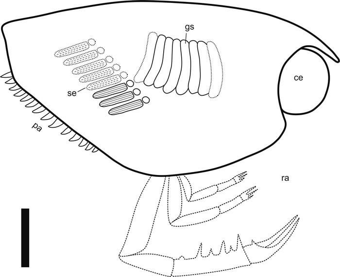 Ankitokazocaris chaohuensis复原图,比例尺为1cm