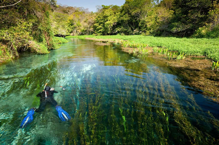 潜入蟒蛇河(Rio Sucuri),近距离接触大批鱼群。 PHOTOGRAPH BY FRANCO BANFI, NPL/MINDEN PICTURES
