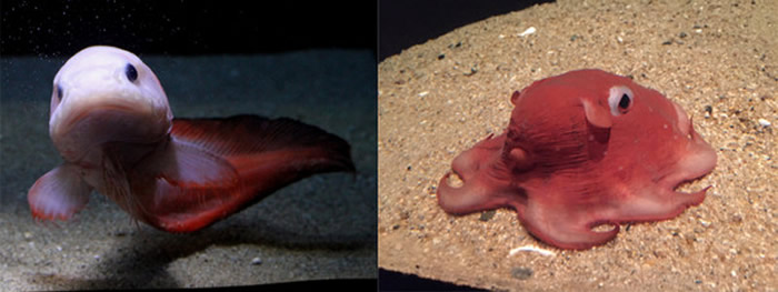 ˮ��ɫ����ˮ���ͬʱҲ��Բͷ����ʨ���㣨�󣩡����ɰ����ӱ����������ࡣ