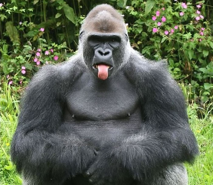 Ӣ������ٶ���԰������Kionda�������ͷˣ���ֱ���