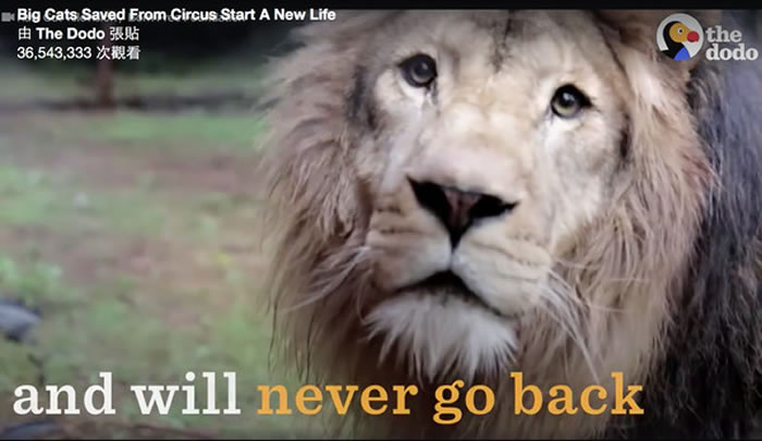 ������Ű��ʨ�ӻ�����ɣ��������ŵı������˱��ᡣ