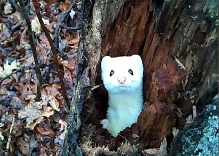 ������Ъ�����������������ڼ䷢��һֻ���߻����Ƕ��������ڲ�ʱ̽ͷ