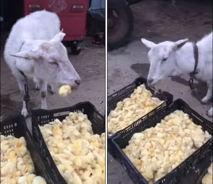 披羊皮的狼?中国一只羊活生生的啃食小鸡