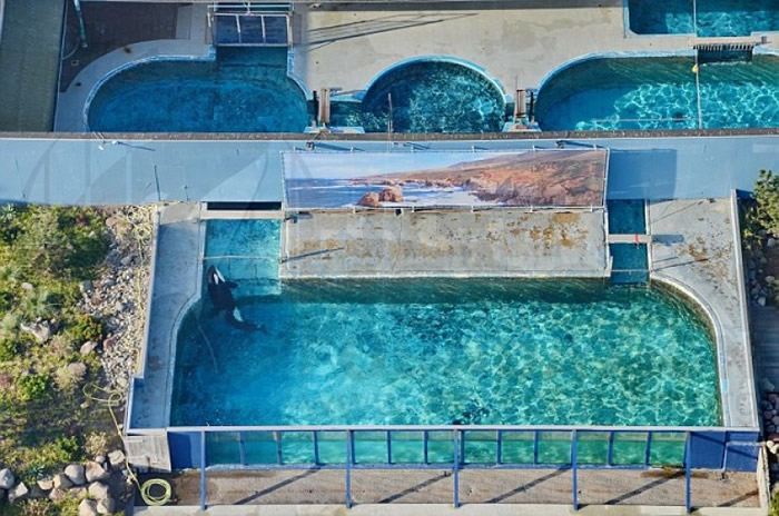 主题公园Loro Parque供杀人鲸居住的水池面积有限。