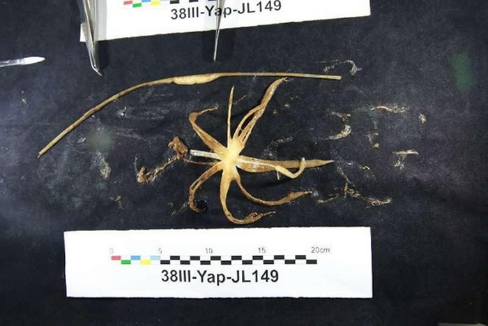 ���������Ÿ��ں��׷���һֻ���ǡ�