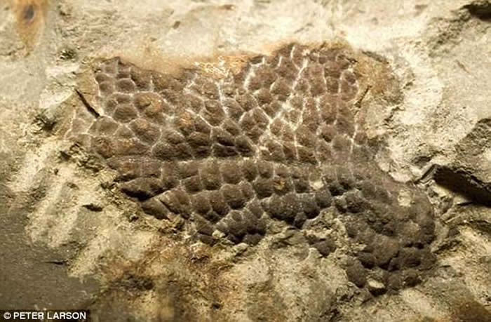 �׿�˹������Ƥ����ʯ��ʾ�����û����ë