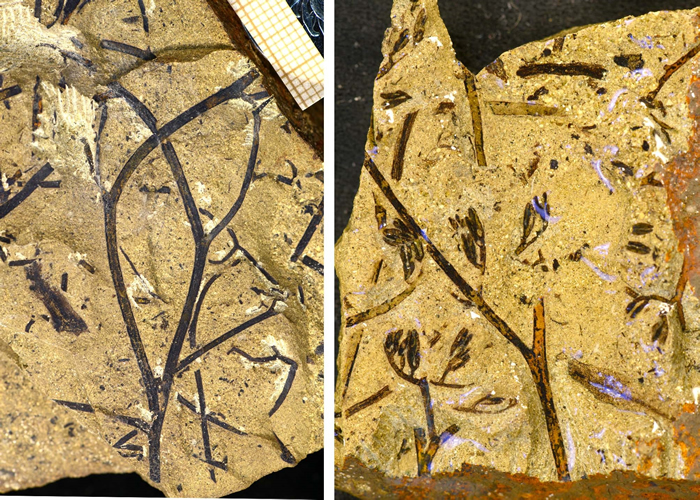 ½ʵӪֺͷֱֳ걾ͼϽǵıСΪ1 mm