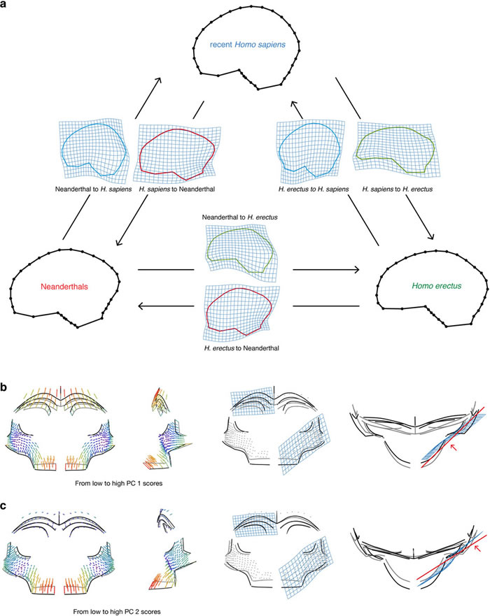 人类起源于东非学说遭受挑战 北非摩洛哥发现最古老智人化石