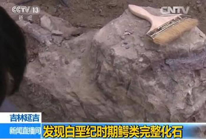 吉林延吉龙山恐龙化石系统发掘工作取得新成果:发现鳄类皮肤印痕化石