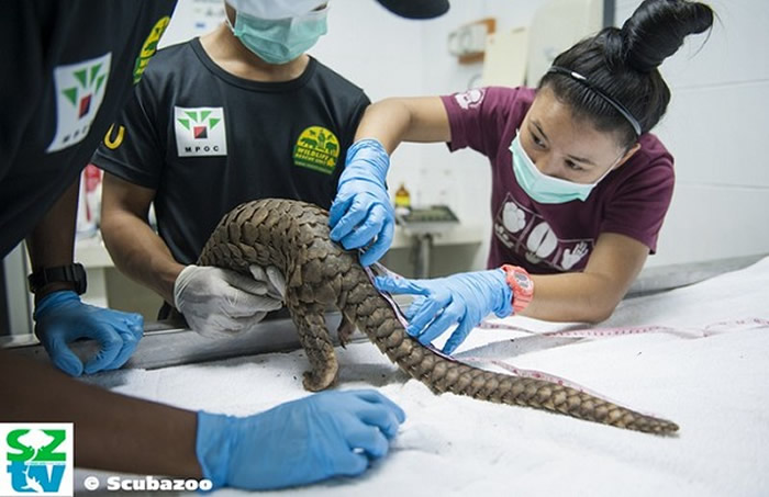 博士生Elisa Panjang为获救的马来穿山甲检查。