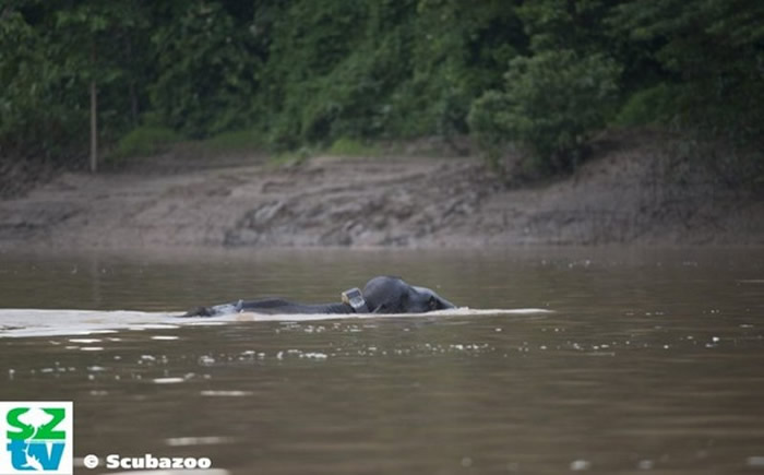 一只大象带着追踪器穿越京那巴当岸河。