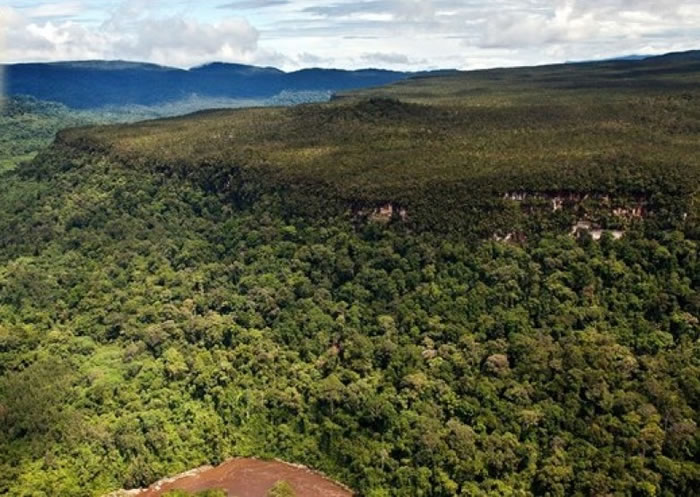 婆罗州或将失去大部分森林。