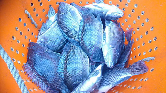 「湖泊病毒」不会传染人、畜禽,没有食安问题。