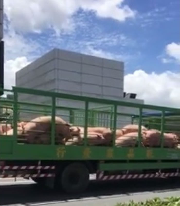 ��ǰ���һ�����������׳��Ļ�����2ֻ������Ұս