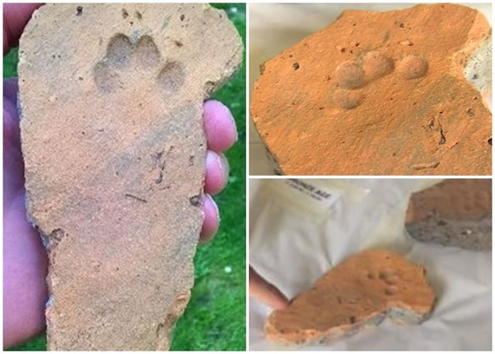 考古人员在林肯市发掘出的砖块,上面有清晰的猫脚印。