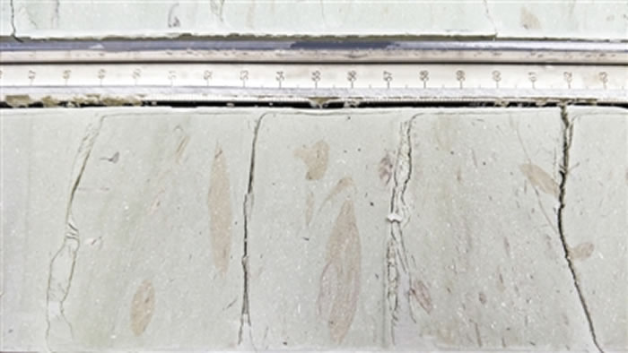 南海北部海域岩芯上的遗迹化石 张盖伦 摄