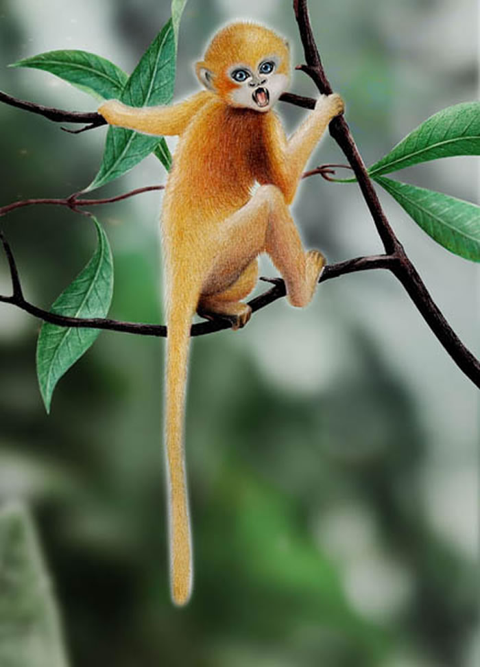 山西垣曲盆地中始新世晚期(约4000万年前)世纪曙猿复原图(史爱娟绘)