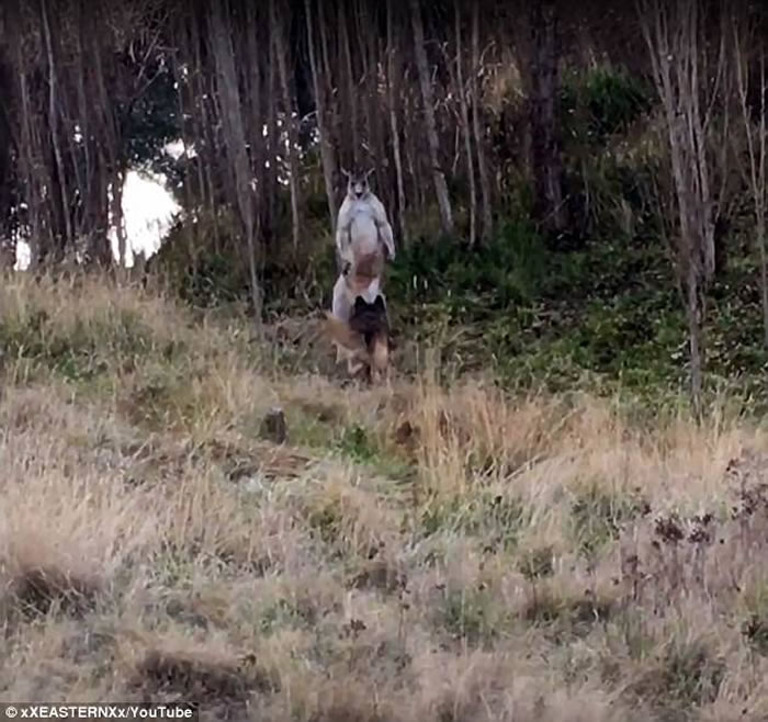 ����һֻ�¹�����Ȯ��ս����